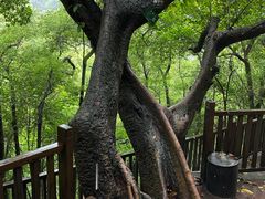 -南山植物园