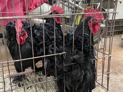 -中环花鸟鱼虫市场