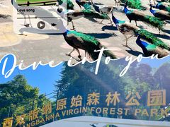 -西双版纳原始森林公园