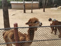 -大连森林动物园