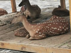 -长白岛森林公园