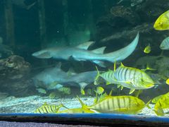 -太平洋海底世界