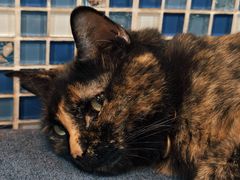 -Sirena海妖日咖夜酒