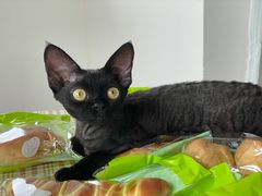 -RiceZone乐食尊纯米面包坊(望京店)