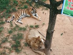 -西霞口神雕山野生动物世界