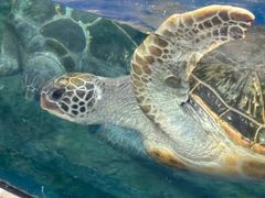 -珠海长隆海洋王国