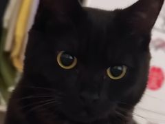 -关爱宠物医院·猫科中心·消化科(滨湖万达分院)