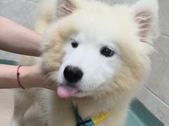 -动物缘宠物医院·骨科·猫科(西二环店)