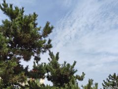 -日照海滨国家森林公园