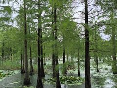 -池杉湖湿地公园