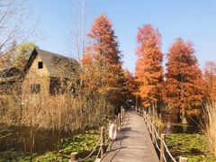 -池杉湖湿地公园