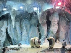 -帝企鹅自助餐厅•儿童岛•真企鹅(长隆企鹅酒店)