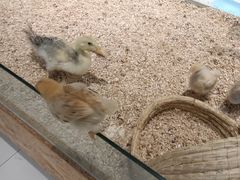 -怪兽屋·羊驼·猫咖·狗咖(俊华广场店)