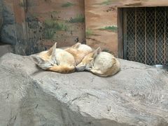 -上海野生动物园