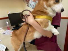 -艾贝尔宠物医院 ·内科全科(梁溪路店)