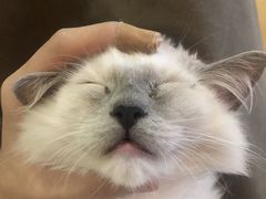 -猫にゃん · 猫的隐藏屋猫咖(麦地旗舰店)