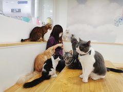 -李小姐の猫咖啡馆(五角场店)