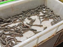弹弹鱼-都斛海鲜街