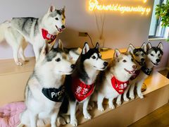 -Husky Go! 哈士奇体验馆·宠物咖啡厅狗咖