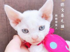 -十年猫舍·猫咪专门店(普陀店)