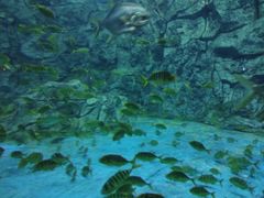 -芜湖新华联大白鲸海洋公园