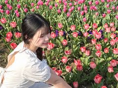 -荷兰花海