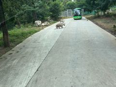-西安秦岭野生动物园