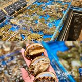 深圳这家海鲜真的不要太肥美太生猛🦞‼️