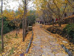 -千年银杏谷文化旅游区