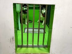 -Husky Go! 哈士奇体验馆·宠物咖啡厅狗咖