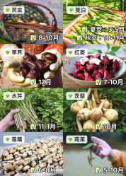 -水八仙生态园