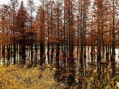 -白鹭湾湿地公园