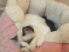 -momokira米努特·德文卷毛猫·棉花面纱犬