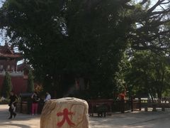 -大槐树寻根祭祖园