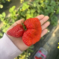 -蓝呗呗蓝莓草莓采摘园(通州区马驹桥店)