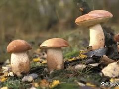 -野菌园·野生菌火锅首创第一家(关兴路总店)