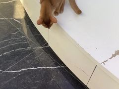 -小猫来了·猫咪专售(红山六九七九店)