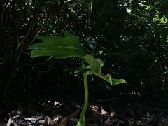 -腾冲洞山温泉村