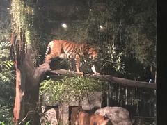 -清迈夜间动物园
