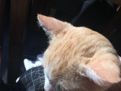 -吉丁鸟咖·异宠·寄养