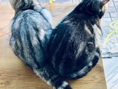 -平行世界·猫咖(首经贸店)