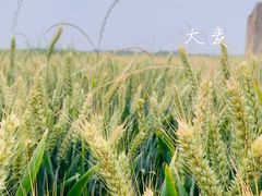 -小贝壳酒楼(经九路店)