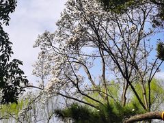 -秋霞圃