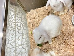 -上海大自然野生昆虫馆(东方明珠·爬宠昆虫探索中心)
