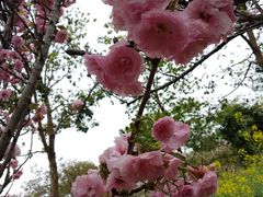 -天适樱花悠乐园