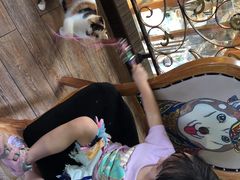 -more than meow吴止猫主题餐厅(承德 中船汇店)