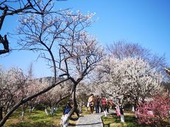 -林屋梅海青梅保护基地