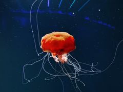 -新加坡海洋生态馆