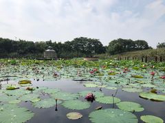 -大塘金香草谷