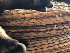 -猫猫幼稚园·撸猫·桌游·电玩